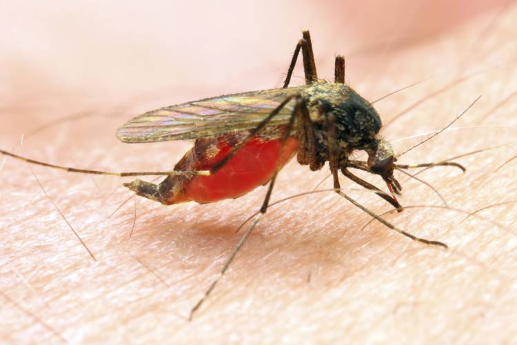 Malaria verschijnselen & bescherming