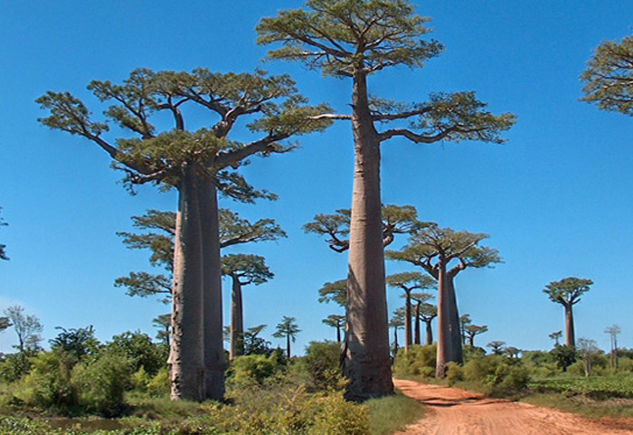 Zuid Afrika reis vaccinaties