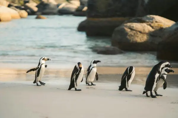 Pinguïns op het strand bij Boulders Beach in Zuid-Afrika, populaire bestemming waar reisvaccinaties worden aangeraden.