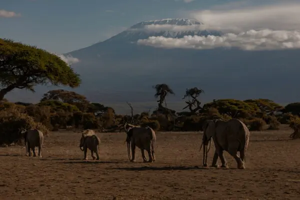 Olifanten die over de savanne lopen met de besneeuwde top van de Kilimanjaro op de achtergrond in Tanzania.