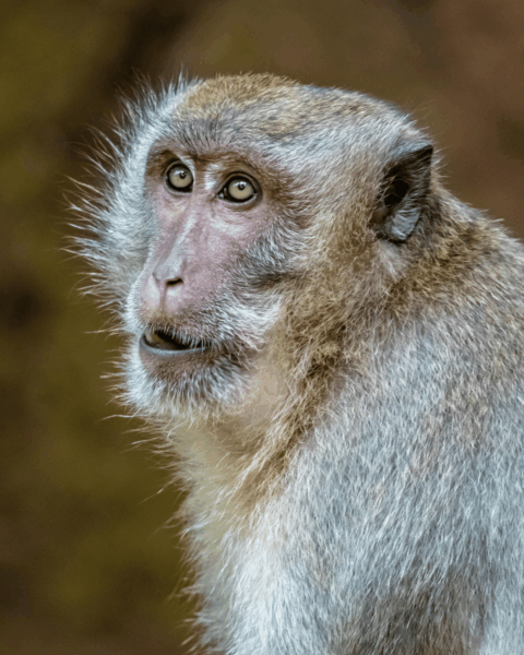 Close-up van een aap, als illustratie van het risico op rabiës door beten of krabben van dieren.