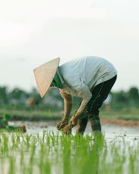 Persoon die werkt in een rijstveld, een omgeving waar het risico op Japanse encefalitis verhoogd is door muggen.
