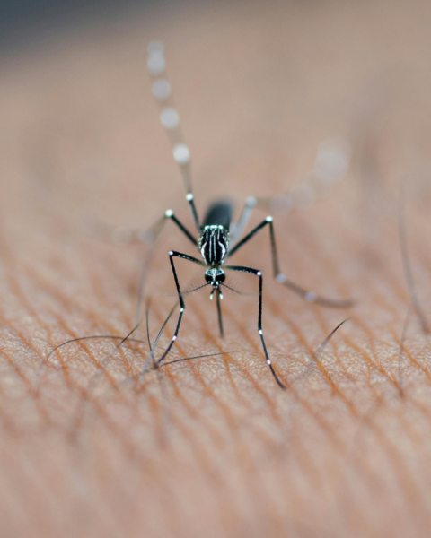 Dengue vaccinatie (knokkelkoorts)
