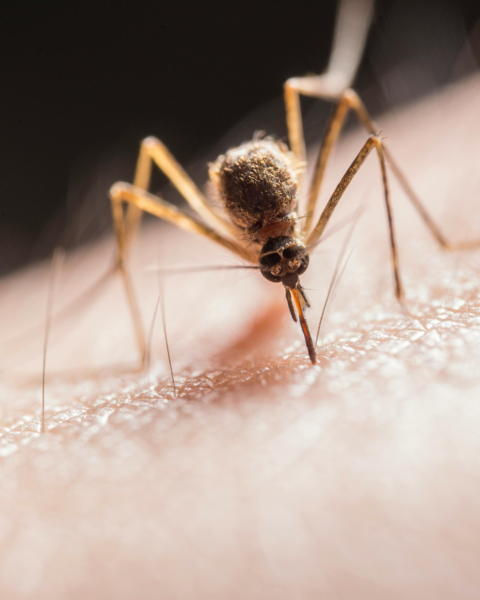 Gele koorts vaccinatie