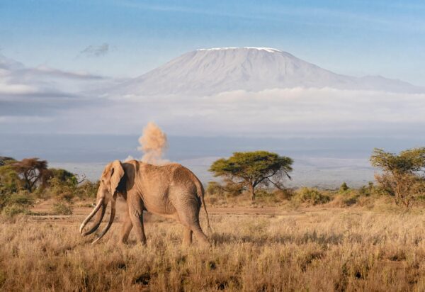 Olifant in de savanne van Tanzania met de Kilimanjaro op de achtergrond, een iconisch safarilandschap in Oost-Afrika.