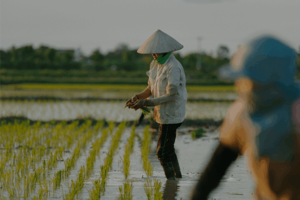 Persoon die werkt in een rijstveld, een typische omgeving waar het risico op Japanse encefalitis verhoogd is door muggen.