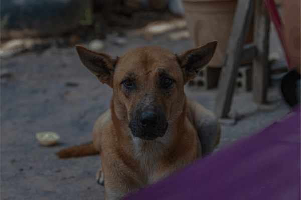 Zwerfhond die de camera aankijkt, als illustratie van het risico op rabiës door contact met honden in het buitenland.