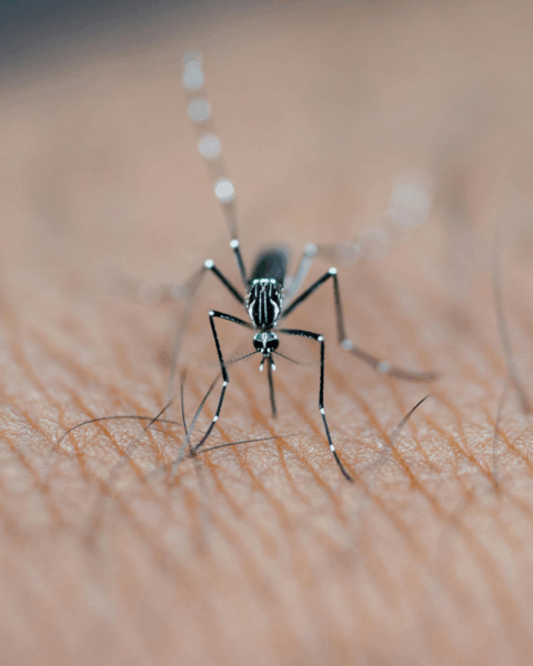 Close-up van een tijgermug die op de huid zit, het insect dat dengue en andere muggenziektes kan overdragen.